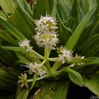 Hedyotis plantaginifolia Arn.